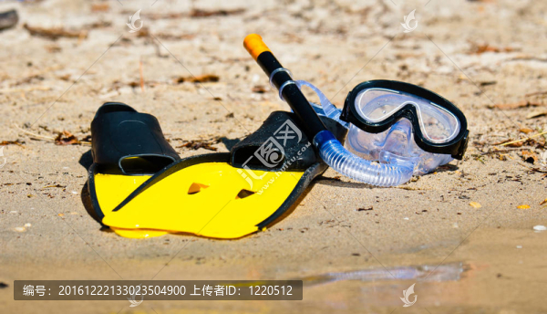 護(hù)目鏡和岸上的鰭狀肢