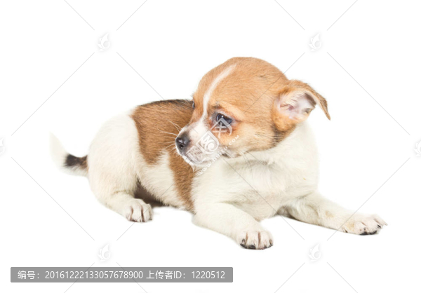 白色背景前的奇瓦瓦小狗