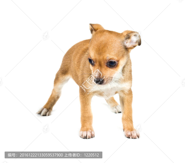 白色背景前的奇瓦瓦小狗