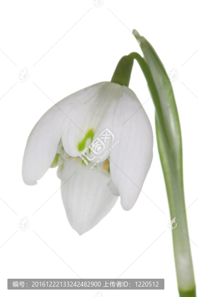 雪花蓮