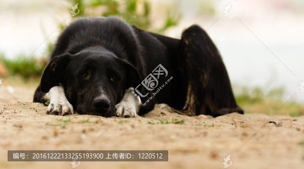 地上的傷心狗