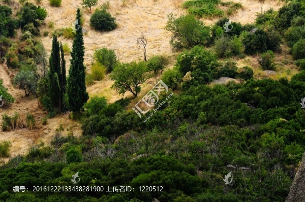 在山上開墾的森林