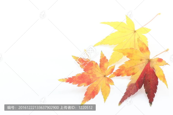 楓葉