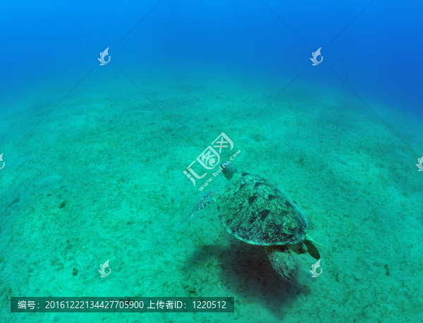 綠海龜（Chelonia,mydas）