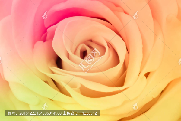 多色玫瑰