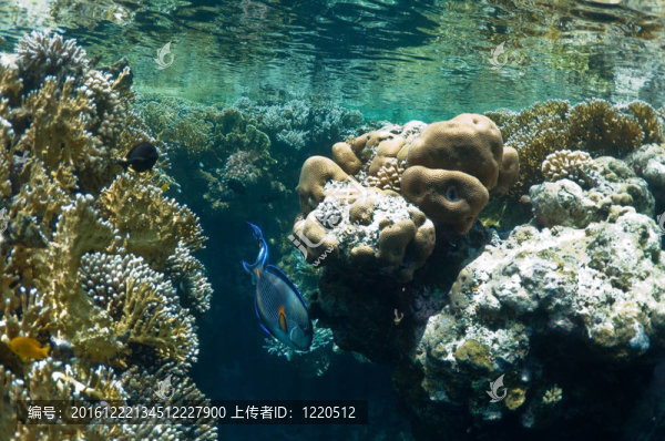 珊瑚礁和熱帶魚