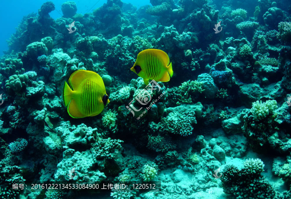 蒙面的蝴蝶魚