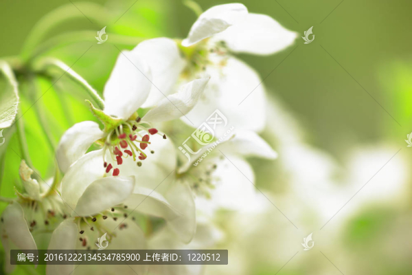蘋果花
