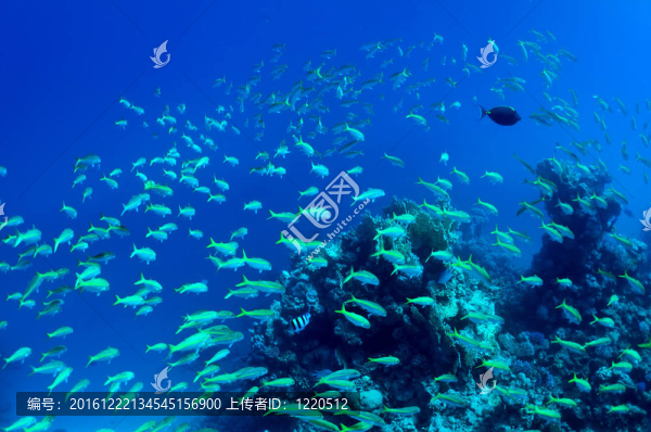 魚群