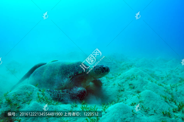 海綠色的海龜