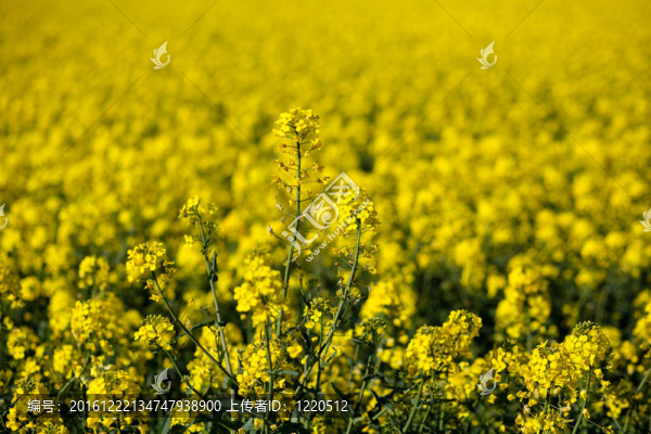 Colza（Brassica,rapa）