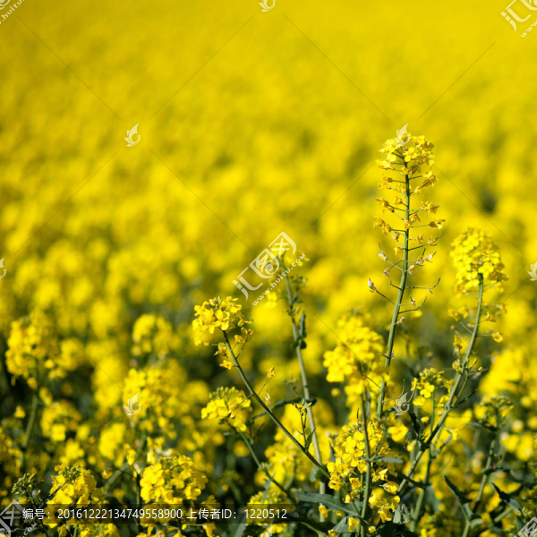 Colza（Brassica,rapa）