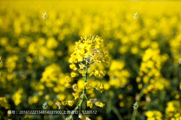 Colza（Brassica,rapa）