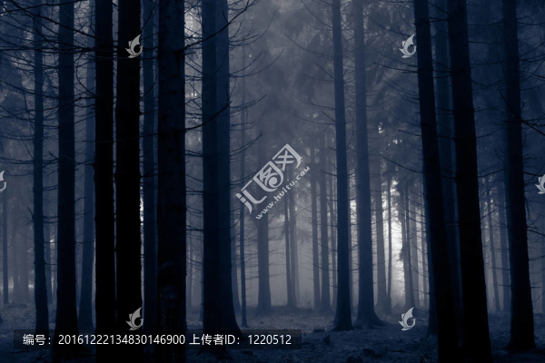 迷霧森林