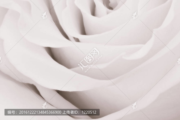 白玫瑰特寫-匯圖網(wǎng) www.fosd68.com 白玫瑰特寫