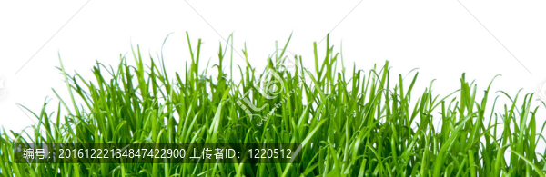 綠色的草