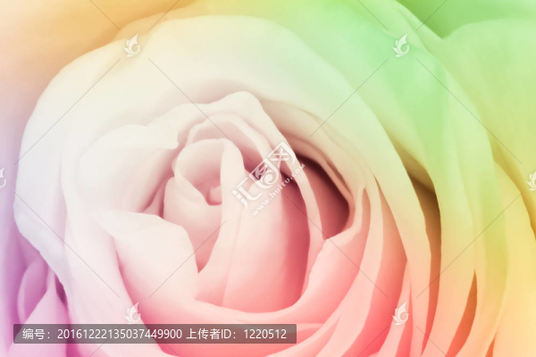 多色玫瑰
