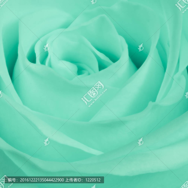 綠薔薇特寫