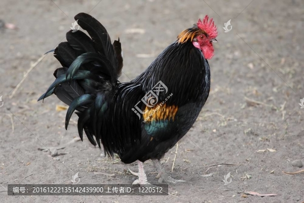 公雞公雞或鳥