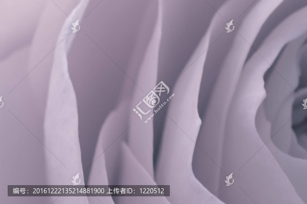 玫瑰的宏