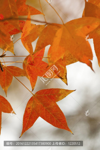 紅葉紅葉