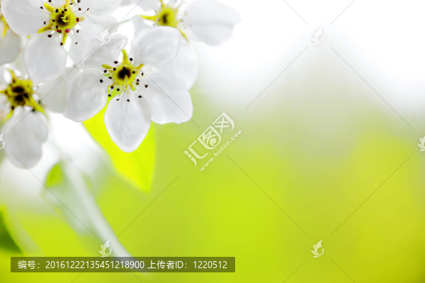 蘋果花