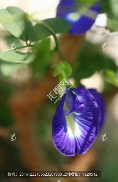 蝴蝶豌豆