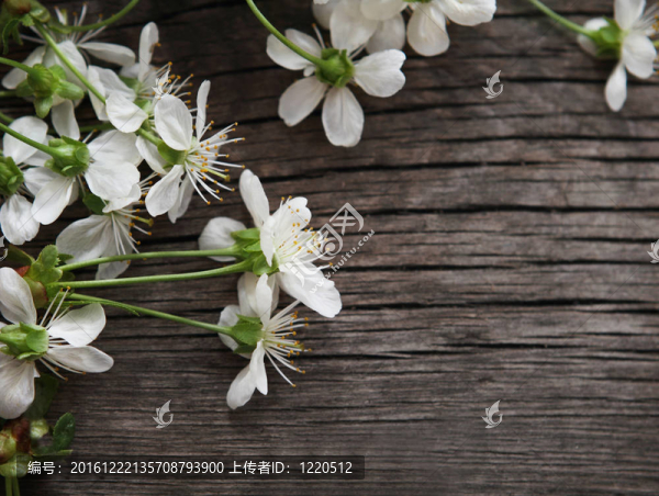 春櫻花