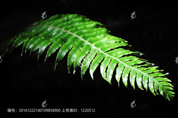 新西蘭蕨類植物