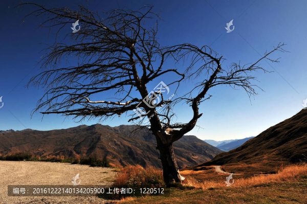 新西蘭西海岸