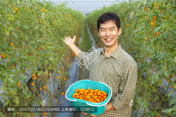 成功的亞洲農(nóng)民在他的農(nóng)場舉行番茄