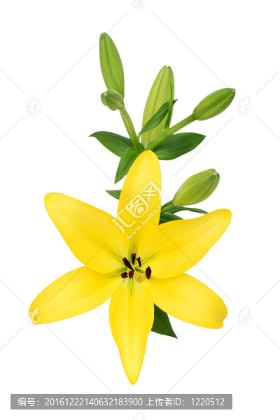 百合花