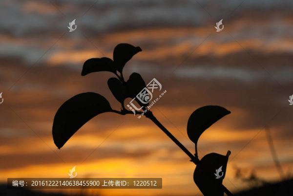 樹枝的剪影