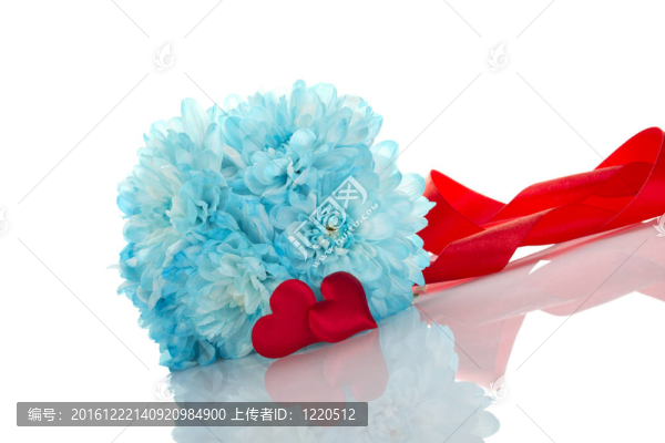 藍(lán)菊花紅著兩個他