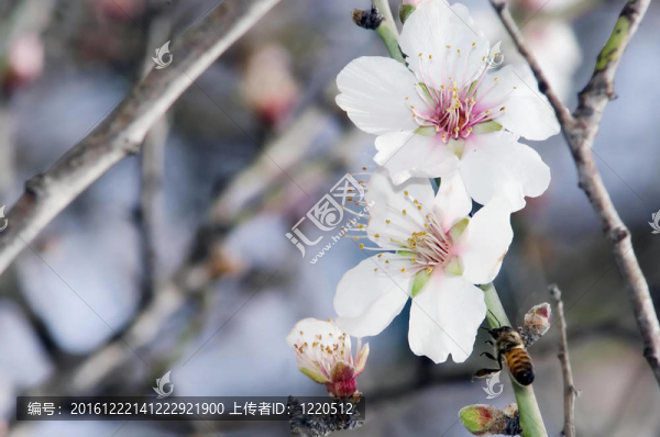 杏仁樹(shù)的花的特寫
