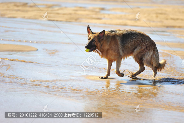 海灘上的德國牧羊犬