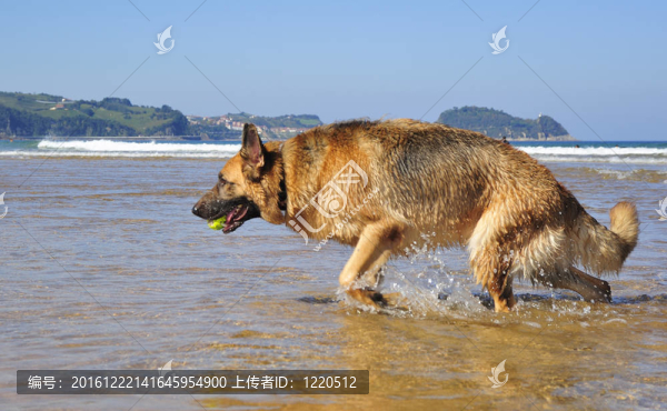海灘上的德國牧羊犬