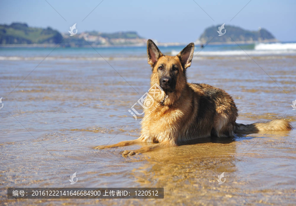 海灘上的德國牧羊犬