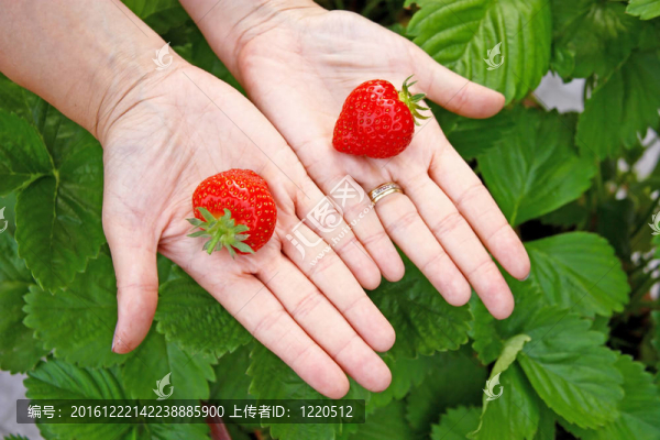 草莓在手