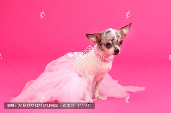 奇瓦瓦芭蕾舞女演員的狗
