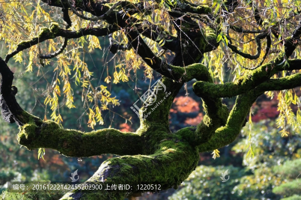 植物園27