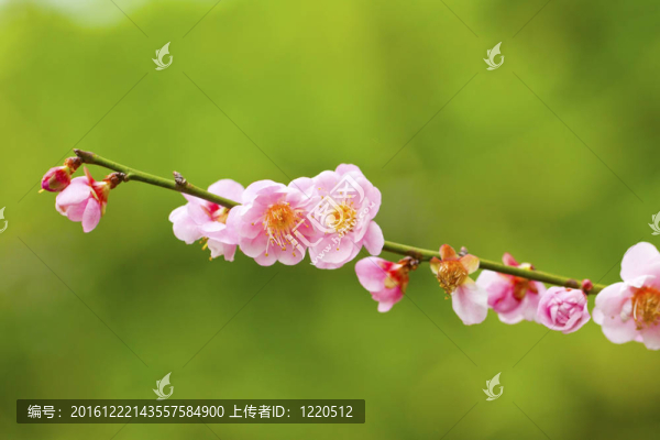 梅花盛開