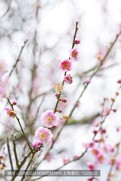 梅花在春天開(kāi)花