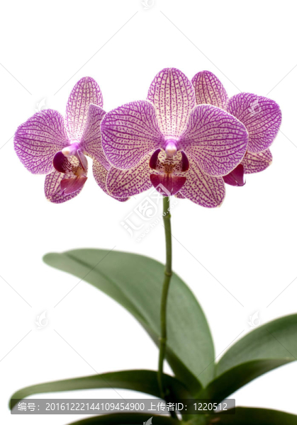 紫色的蘭花