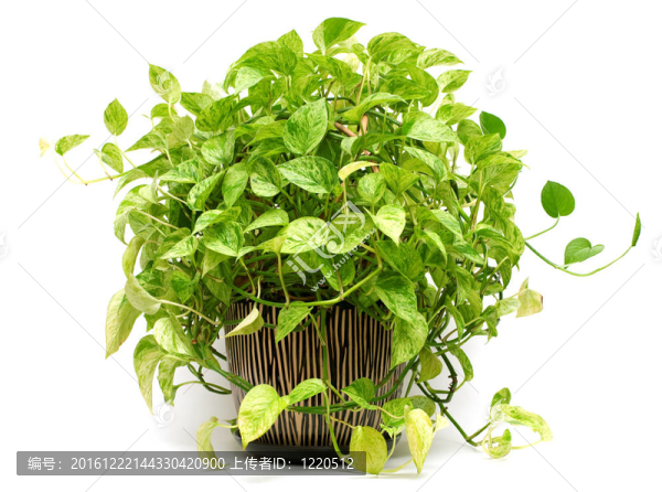 陶瓷花瓶中的孤立綠色植物