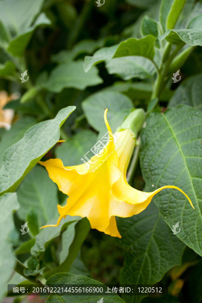 天使的號(hào)角