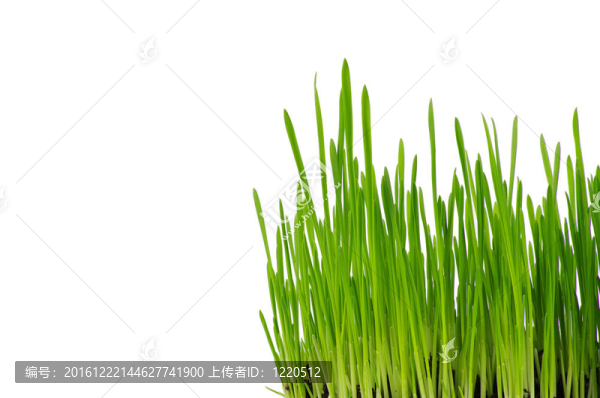 綠色的草