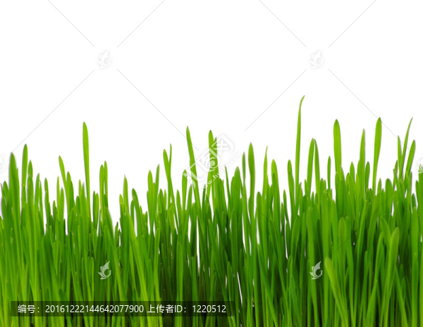 綠色的草