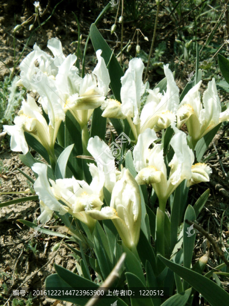 虹膜-,Iris,pumila