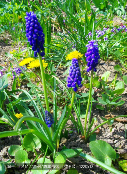 風信子花